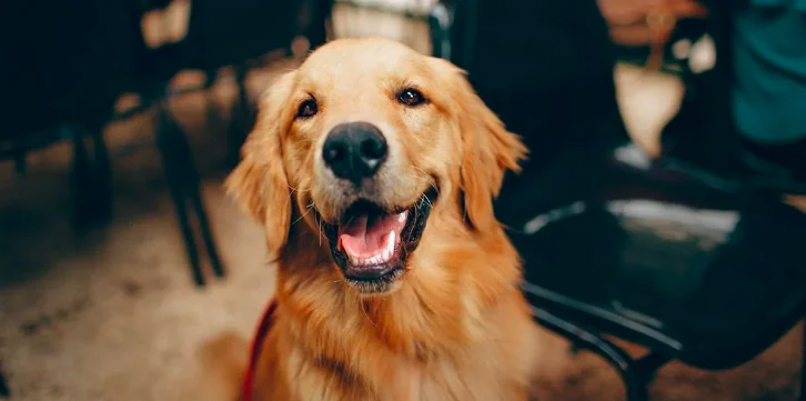 Sfrattano ipovedente per non avere il cane